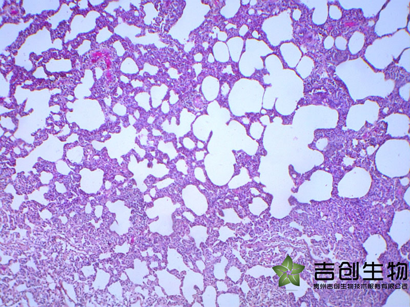 動物疾病模型構(gòu)建